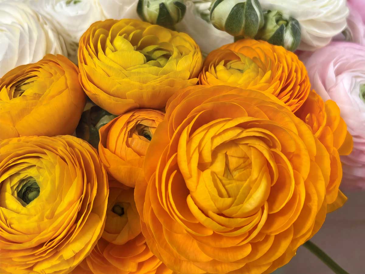 Summer Flowers