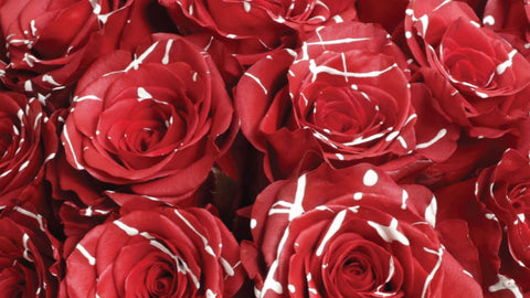 Christmas Flowers