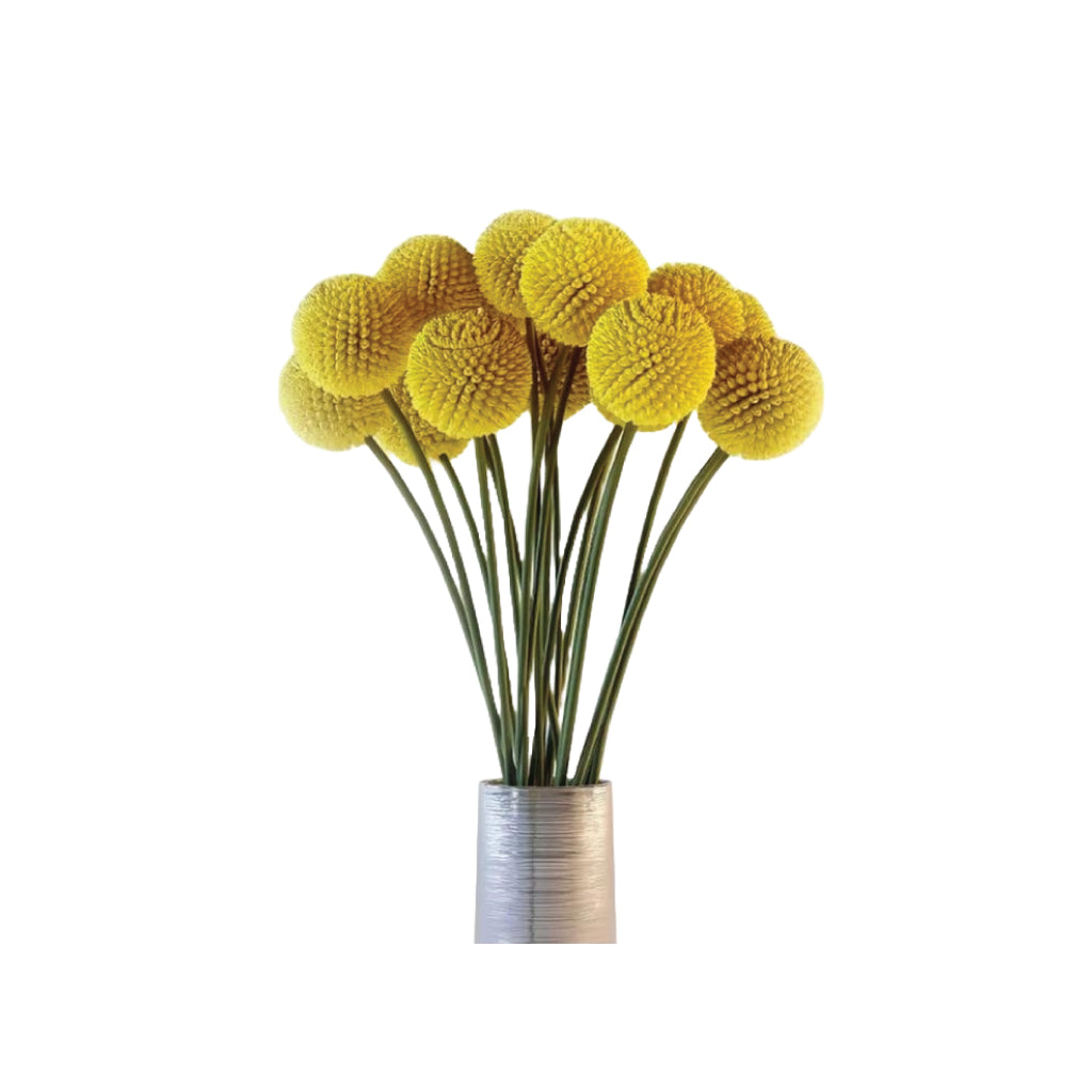 Craspedias • Asiri Blooms