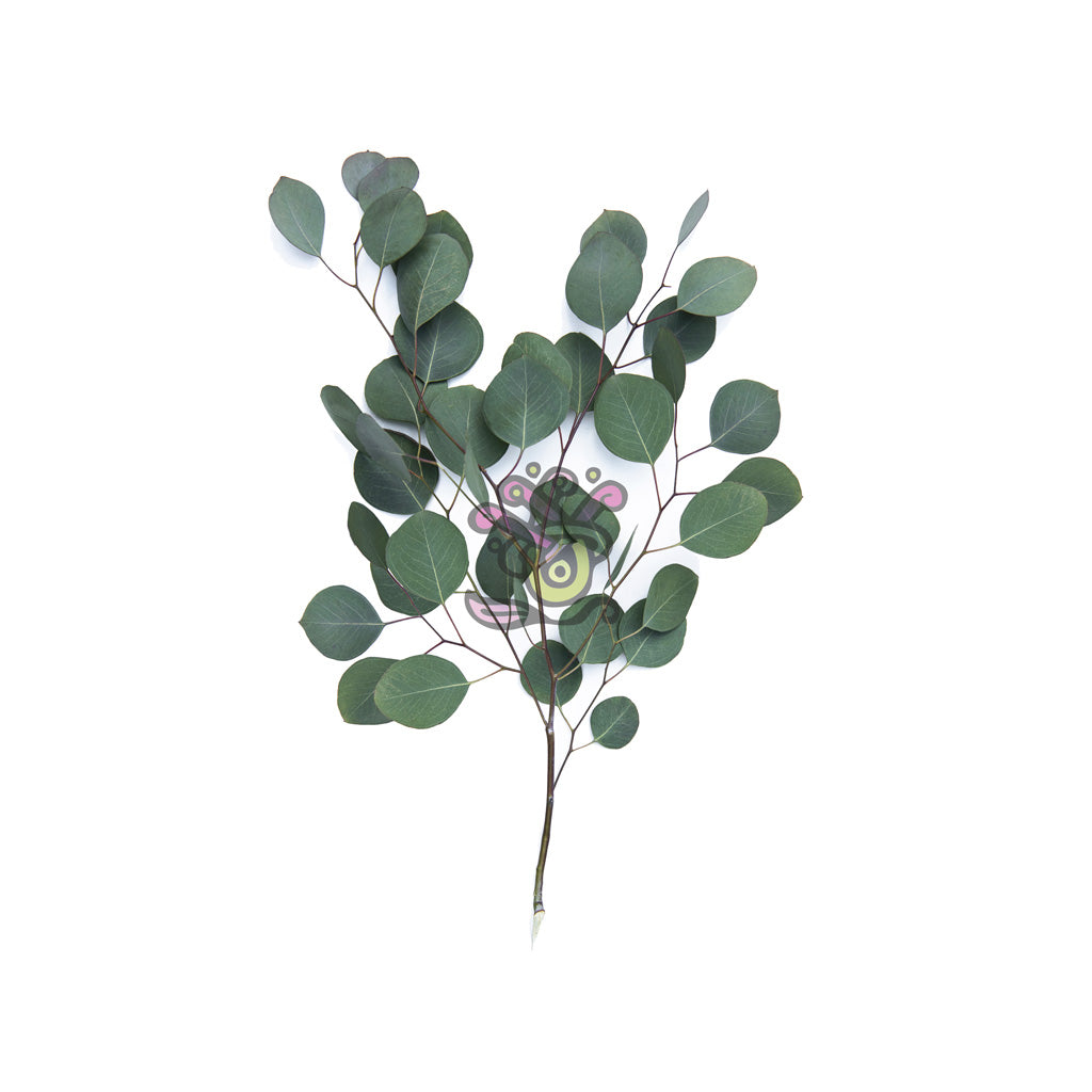 Eucalyptus