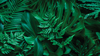Wholesale Greenery
