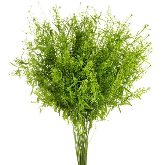 Lepidium Green Dragon • Asiri Blooms