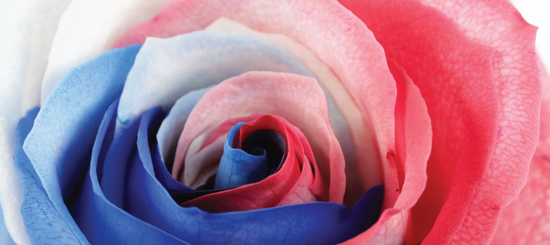 Memorial Day Tinted Roses