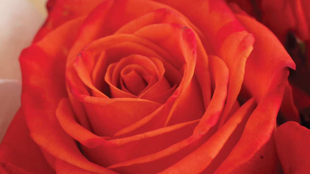 Wholesale Get Well Flowers - Asiri Blooms