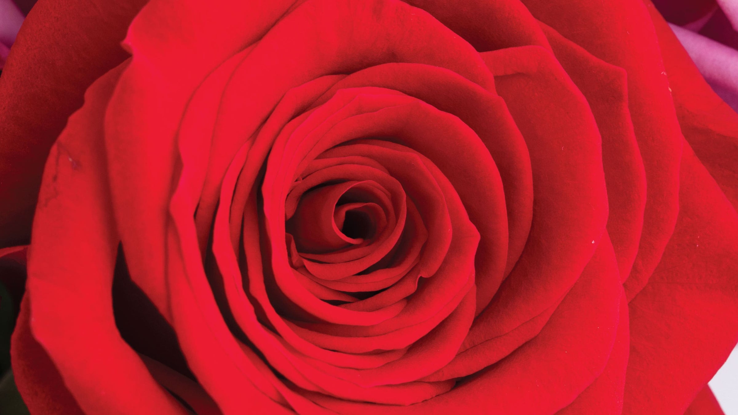 Red Roses • Asiri Blooms • Asiri Blooms