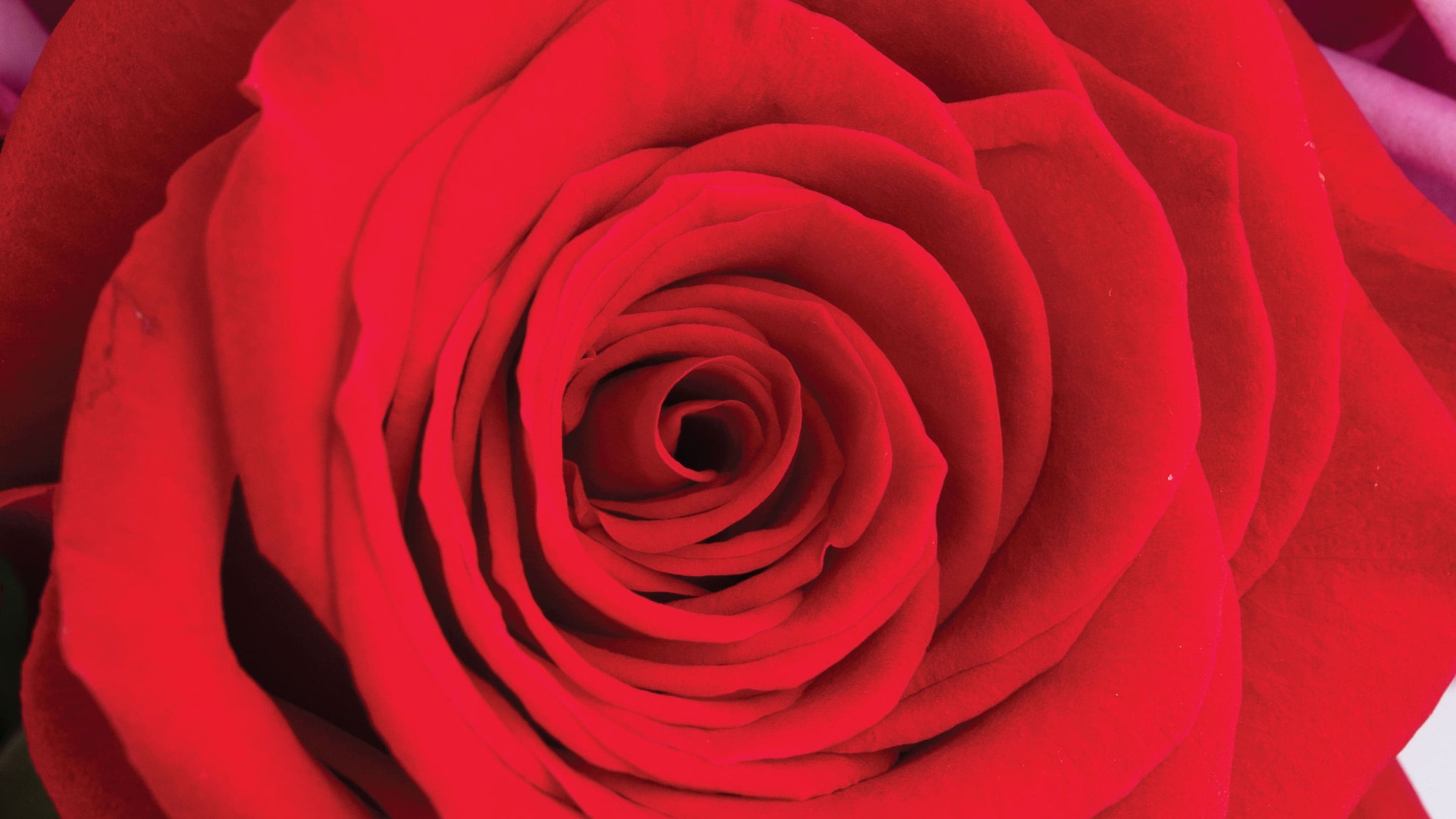 Wholesale Anniversary Flowers - Asiri Blooms