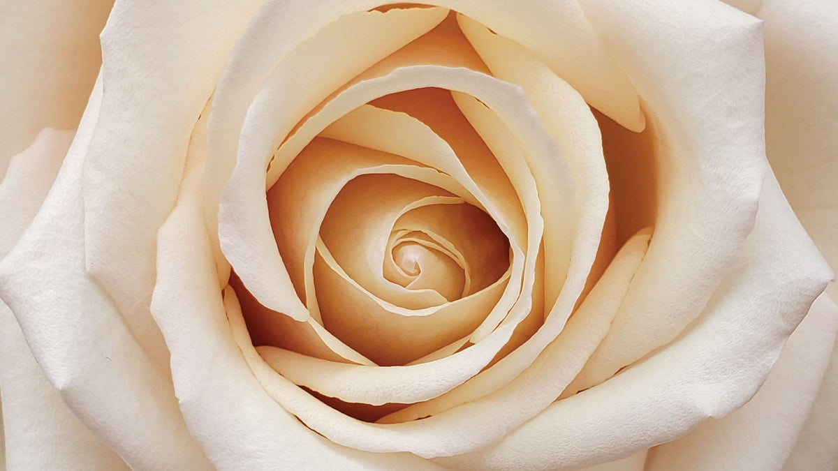 Sand Color Roses Sand Roses • Asiri Blooms • Bulk Flowers