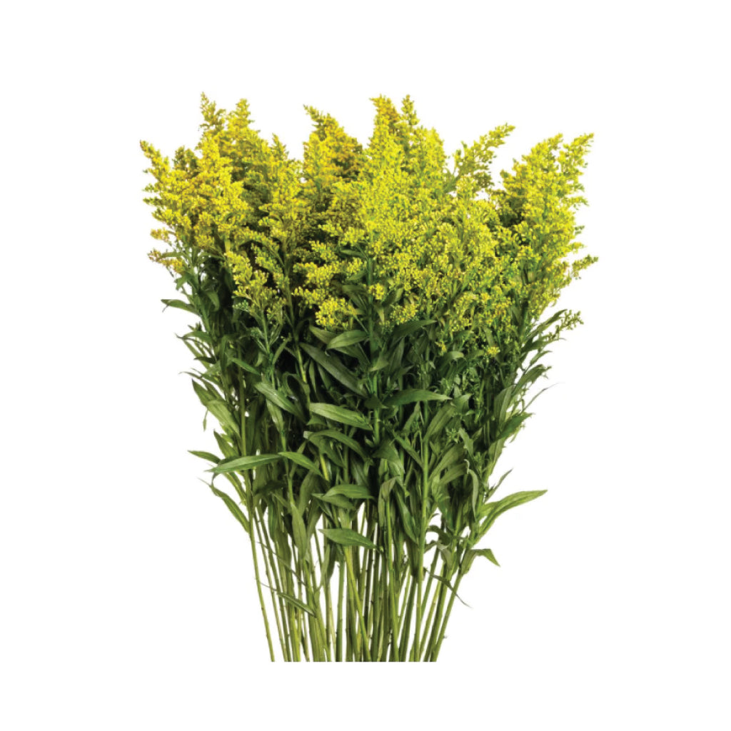 Solidago