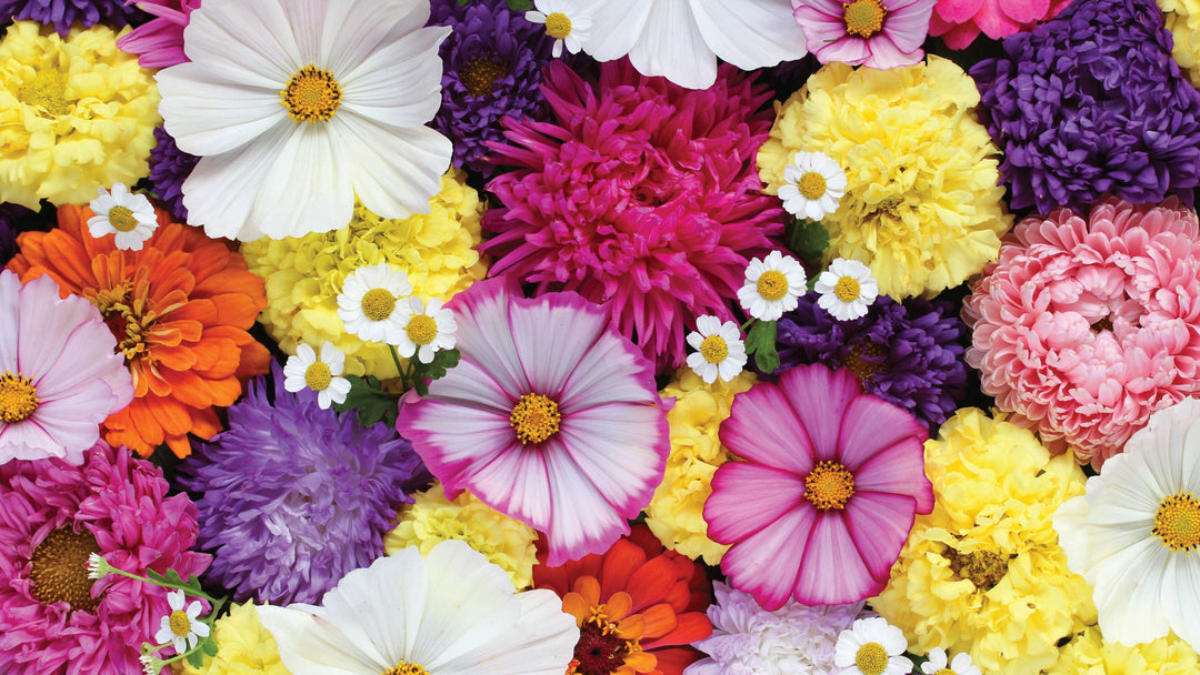 Wholesale Flowers