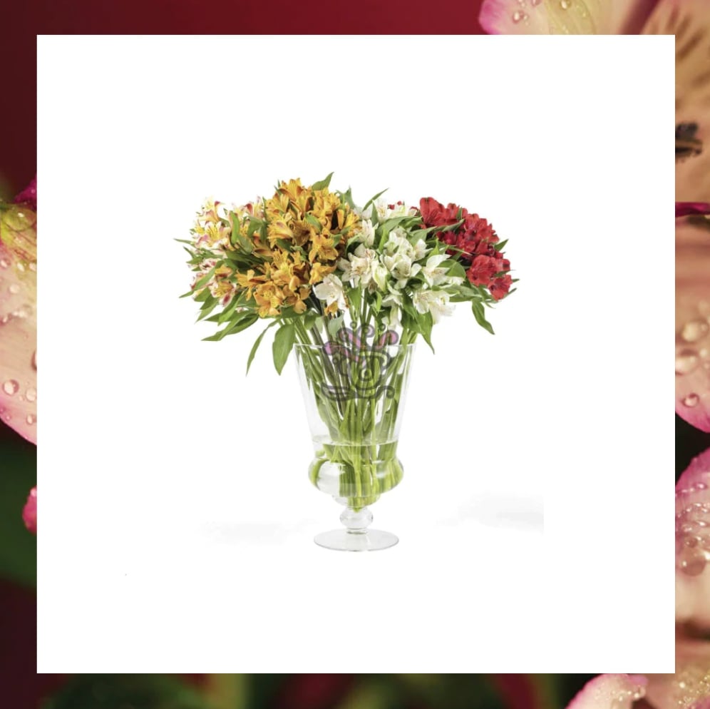 Alstroemeria Flowers | Asiri Blooms | Bulk Flowers