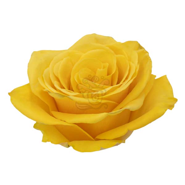 Bumblebee Yellow Roses • Farm Direct • Asiri Blooms