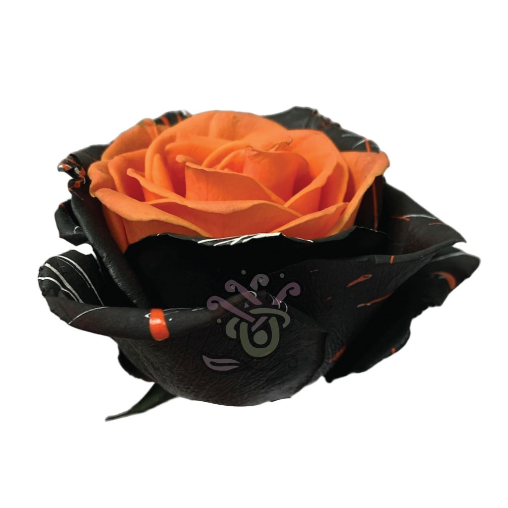 Bewitched Conffeti Orange Tinted Roses • Asiri Blooms