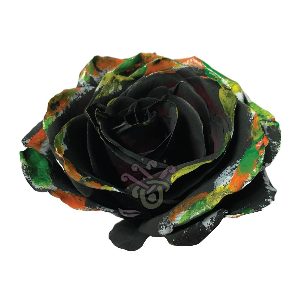 Black Halloween Brush Tinted Roses • Asiri Blooms