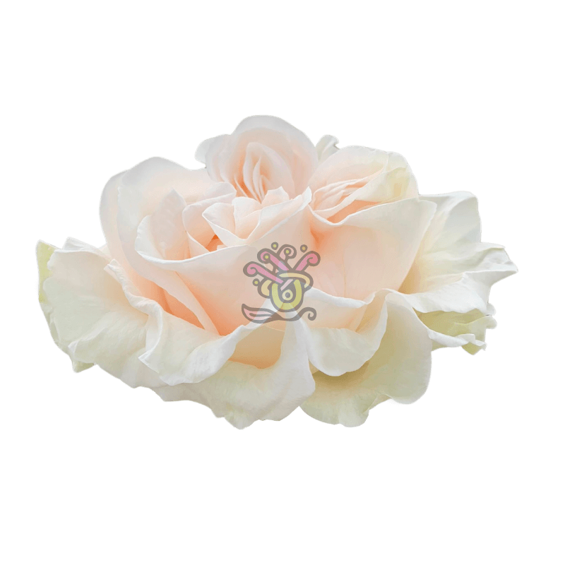 Cotton Xpression - Asiri Blooms
