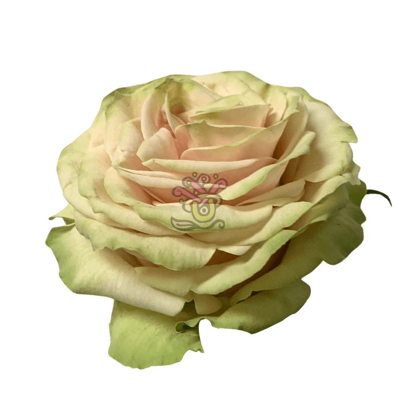 Cute Enigma - Asiri Blooms