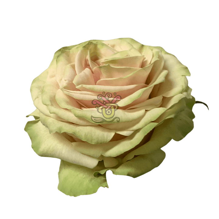 Cute Enigma - Asiri Blooms