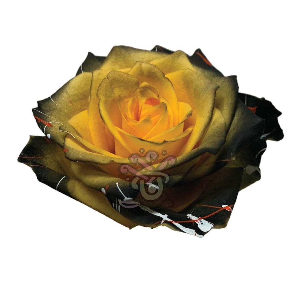 Yellow Halloween Roses • Asiri Blooms