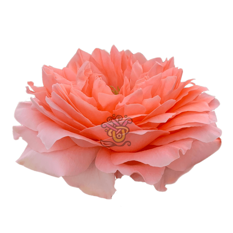Dragon Fly Roses