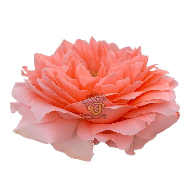 Dragon Fly Roses