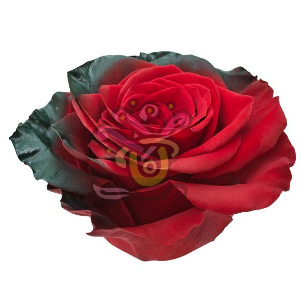 Elf Christmas Tinted Ecuadorian Roses