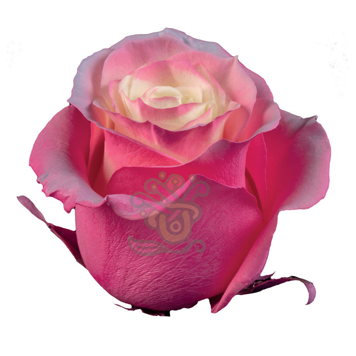 Enchanted Pink Tinted Roses • Asiri Blooms