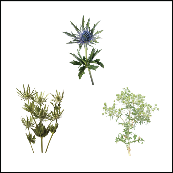 Eryngium Electric Blue - Asiri Blooms