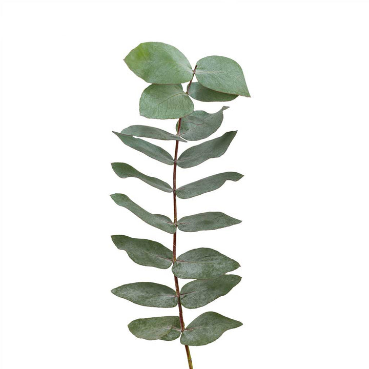 Eucalyptus Parvifolia • Asiri Blooms