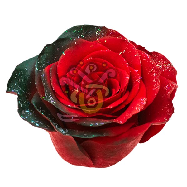 Frosty Noel Tinted Roses - Asiri Blooms