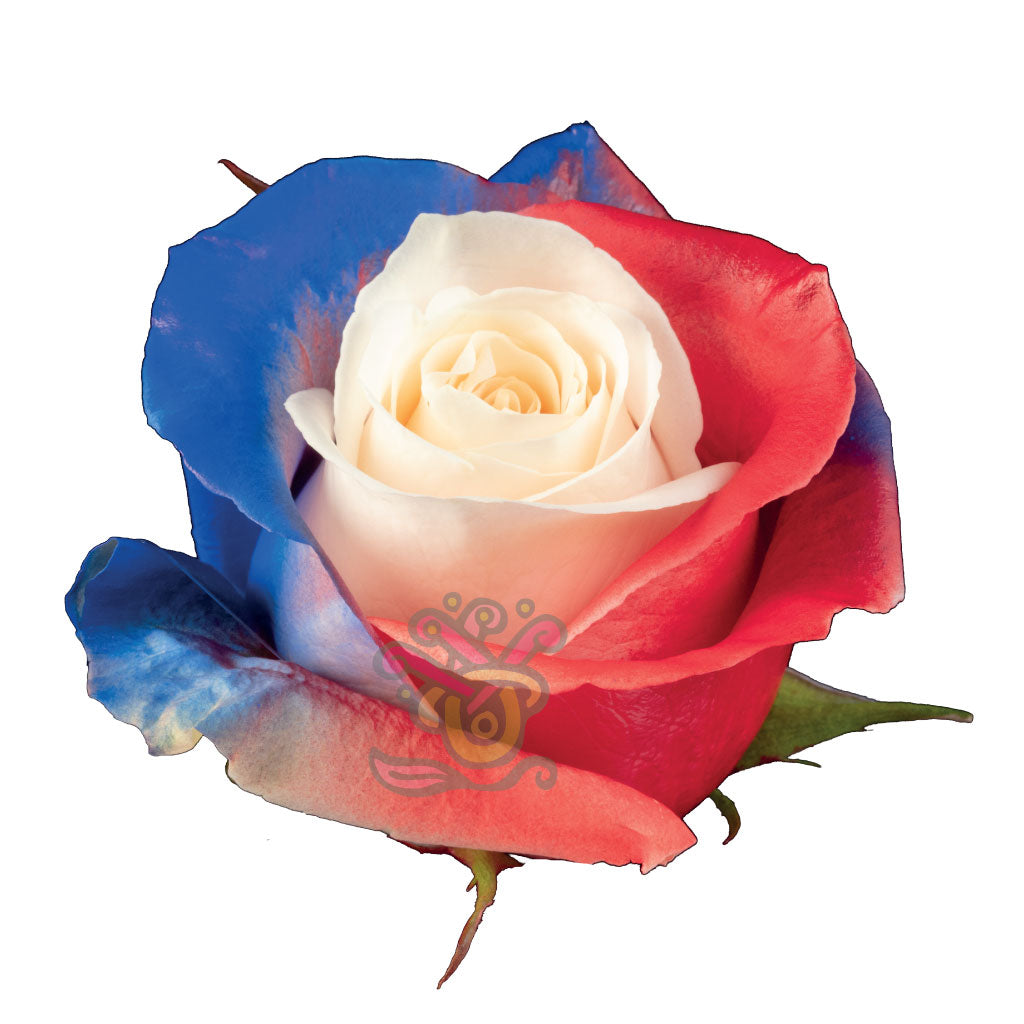 Independence Tinted Roses • Asiri Blooms