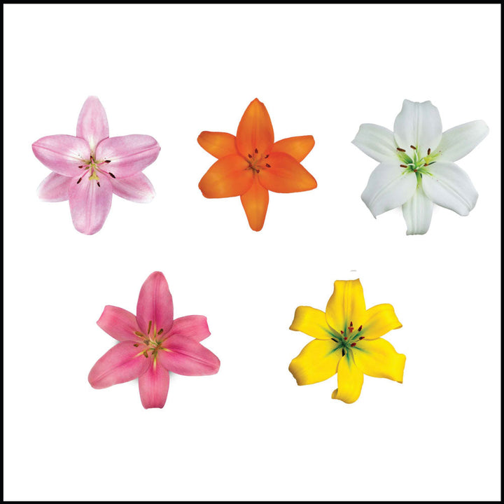 La Lilies • Asiri Blooms • Bulk Flowers