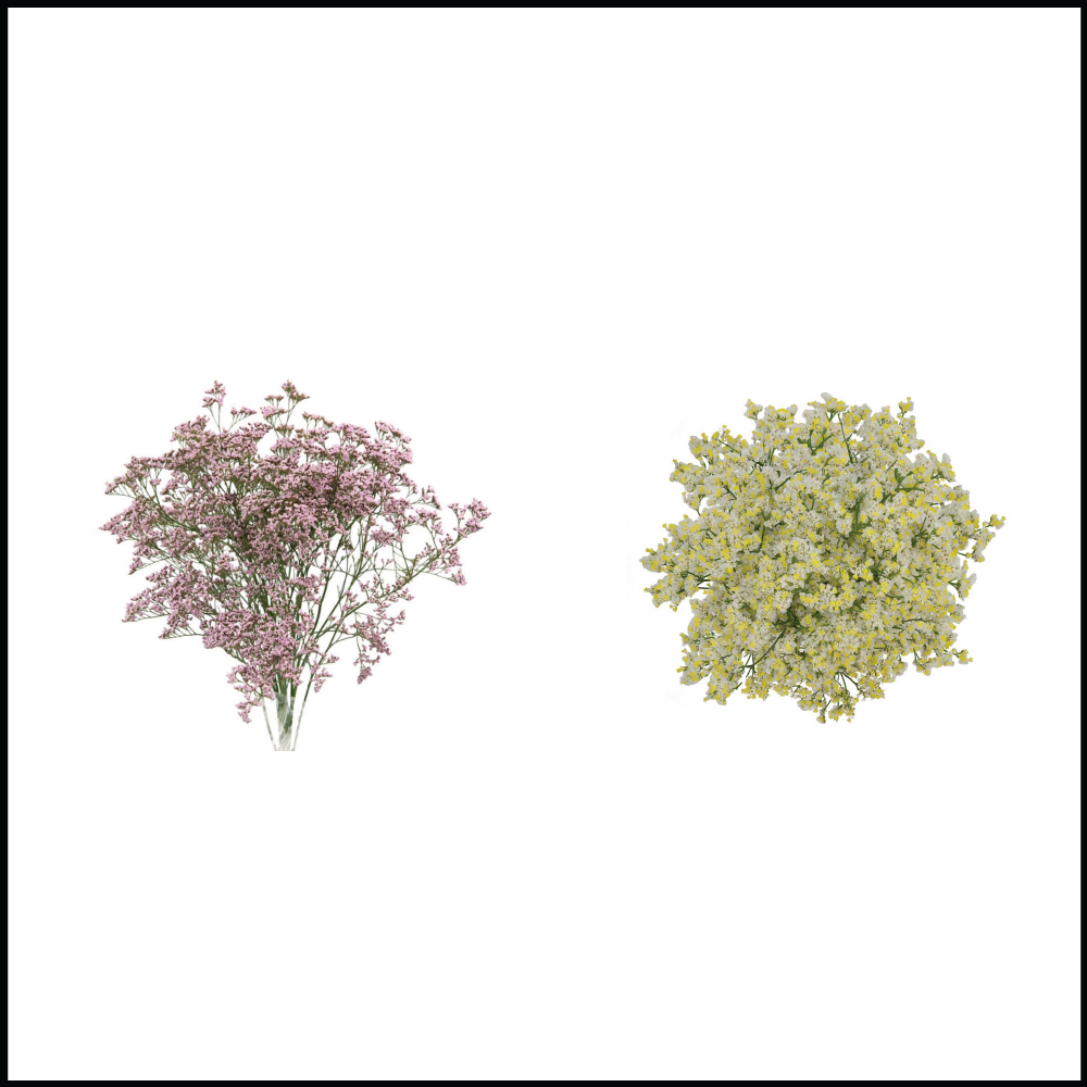 Limonium • Asiri Blooms