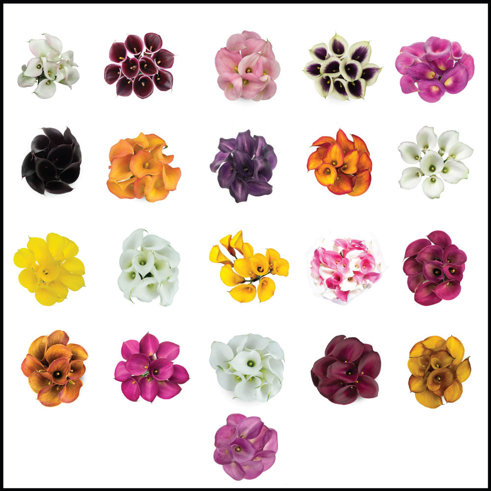 Calla Lilies Assorted Colors • Asiri Blooms • Bulk Flowers