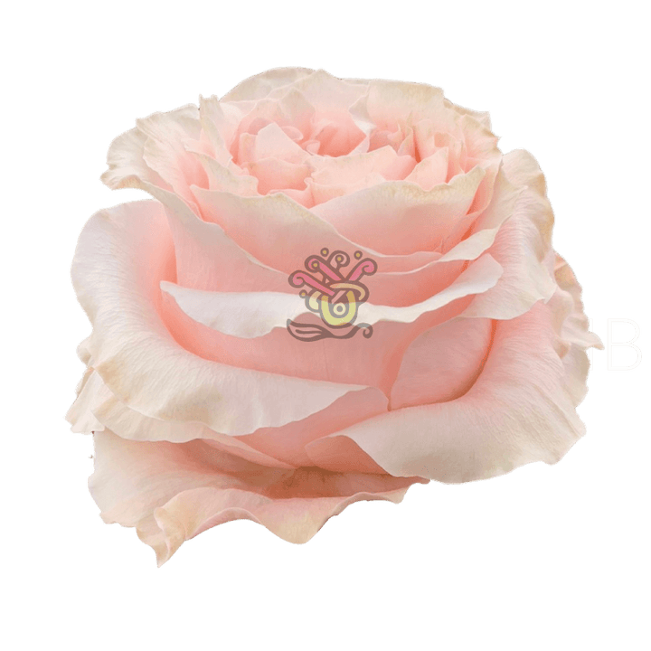 Princess Crown Roses - Asiri Blooms