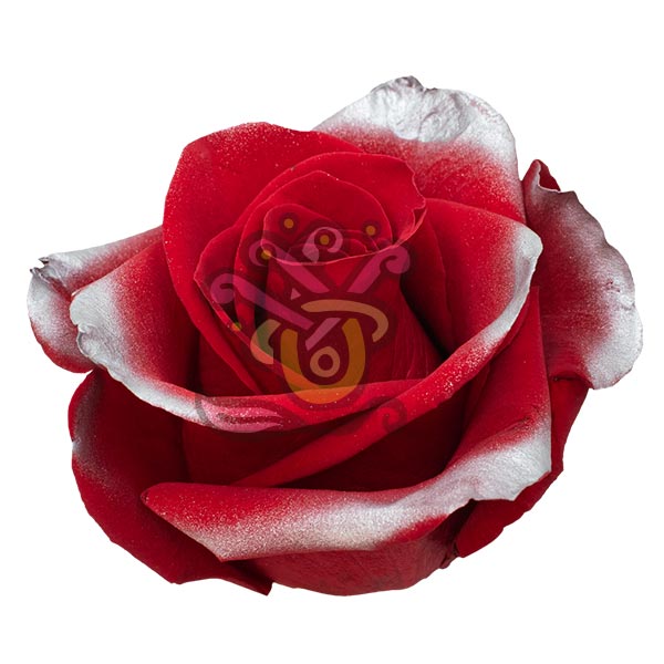 Silver Xmas Tinted Roses