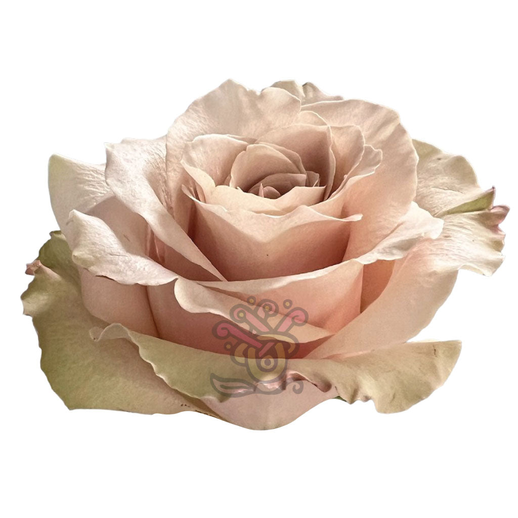 Sandy Roses • Asiri Blooms