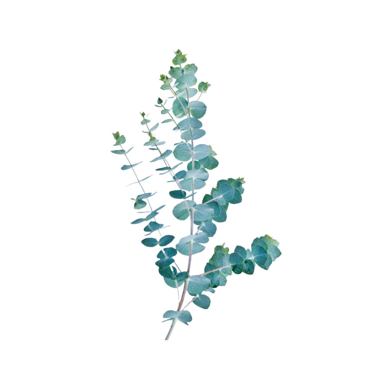 True Blue Eucalyptos • Asiri Blooms • Bulk Flowers