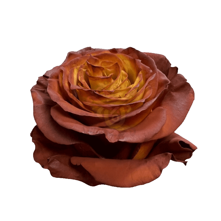 Acorn Tinted Roses 2