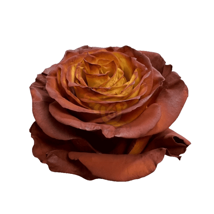 Acorn Tinted Roses 2