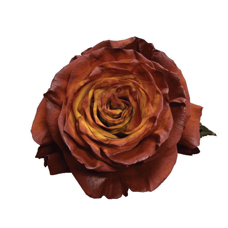 Acorn Tinted Roses