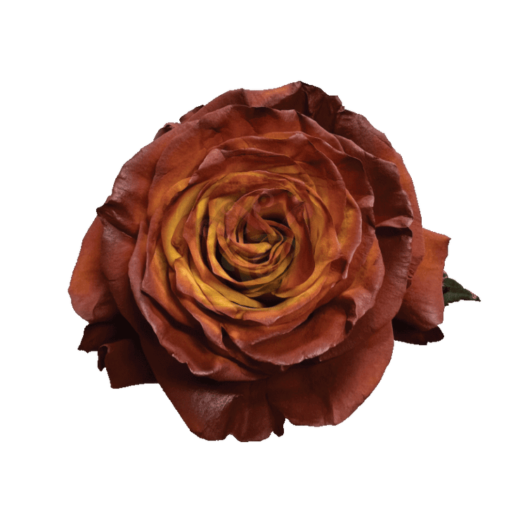 Acorn Tinted Roses