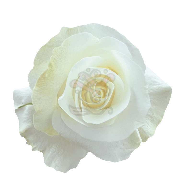 Akito Roses White 2