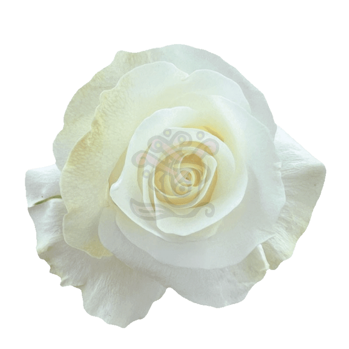 Akito Roses White 2