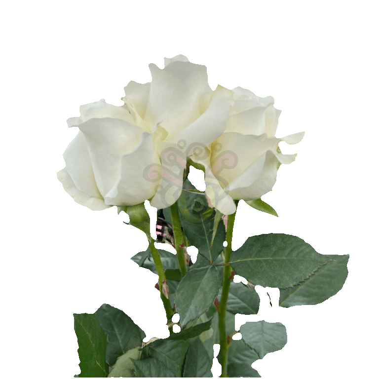 Akito Roses White 3