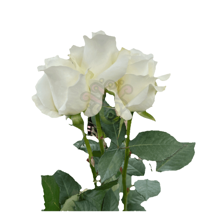 Akito Roses White 3