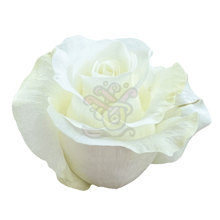 Akito Roses White