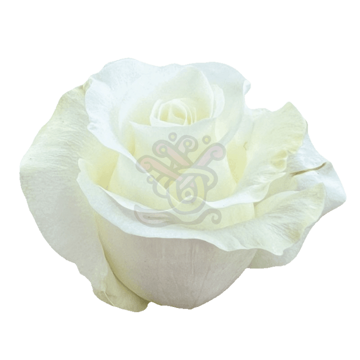 Akito Roses White