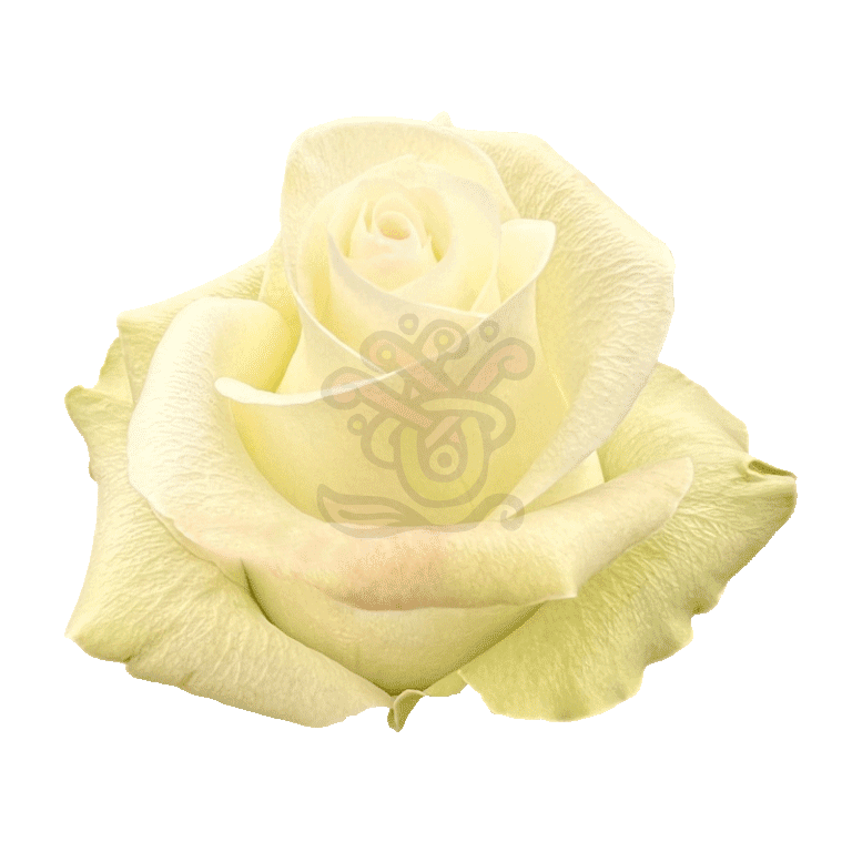 Alba Roses White 2