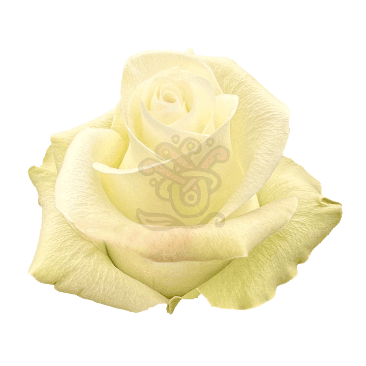 Alba Roses White 2