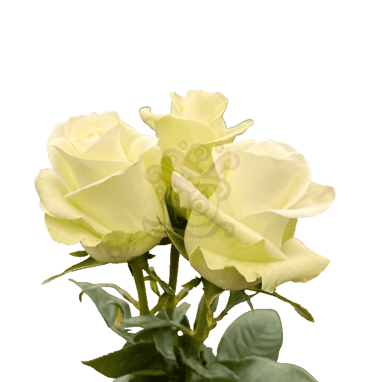 Alba Roses White 3