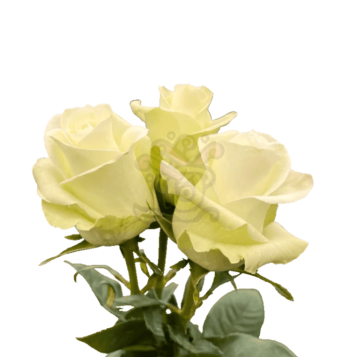 Alba Roses White 3